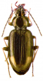 Bembidion (Asioperyphus) infuscatum Dejean, 1831