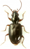 Bembidion (Australoemphanes) ateradustum Liebherr, 2008