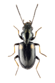Bembidion (Bembidion) humerale humerale Sturm, 1825: 176