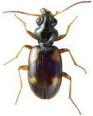 Bembidion (Bembidion) oppositum Say, 1823