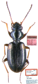 Bembidion (Bembidion) aimaki Jedlicka, 1964