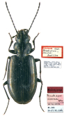 Bembidion (Blepharoplataphus) davaai Jedlicka, 1968