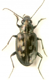 Bembidion (Bracteon) zephyrum Fall, 1910