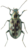 Bembidion (Bracteon) zephyrum Fall, 1910