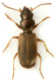 Bembidion (Cillenus) lateralis Samouelle, 1819