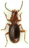 Bembidion (Cillenus) palosverdes Kavanaugh and Erwin, 1992