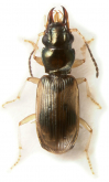 Bembidion (Desarmatocillenus) aestuarii (Habu & Ueno, 1954)