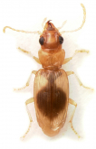 Bembidion (Desarmatocillenus) kasaharai Habu, 1978