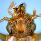 Cillenus (Desarmatocillenus) kasaharai Habu, 1978