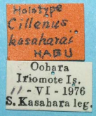 Cillenus (Desarmatocillenus) kasaharai Habu, 1978 (Label)