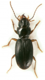 Bembidion (Desarmatocillenus) yakushimanum Sasakawa, 2007