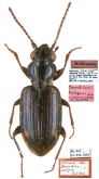Bembidion (Emphanes) bulgani Jedlicka, 1968