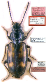 Bembidion (Emphanes) gobiense Jedlicka, 1964
