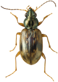 Bembidion (Eupetedromus) variegatum Say, 1823
