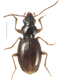 Bembidion (Geocosmius) elescarabajo Maddison, 2023