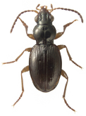 Bembidion (Geocosmius) franiae Erwin, 1982