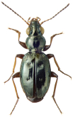 Bembidion (Hoquedela) kirschenhoferi (Muller-Motzfeld, 1988)