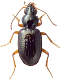 Bembidion (Hydriomicrus) brevistriatum Hayward, 1897 Bembidion (Hydriomicrus) brevistriatum Hayward, 1897