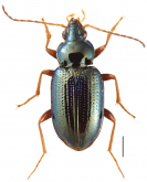 Bembidion (Hydrium) laevigatum Say, 1830