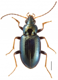 Bembidion (Hydrium) mimbres Maddison, 2020