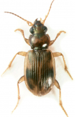 Bembidion (Leuchydrium) tigrinum Leconte, 1879