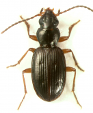 Bembidion (Limnaeoperyphus) quadriimpressum (Motschulsky, 1860)