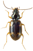 Bembidion (Lindrochthus) delectum Casey, 1918