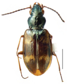 Bembidion (Liocosmius) cachagua Maddison, 2023