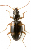 Bembidion (Liocosmius) darlingtonielum Cooper & Maddison, 2014
