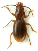 Bembidion (Lymnaeum) laticeps (Leconte, 1858)