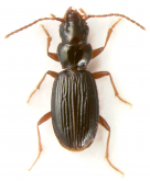 Bembidion (Lymnaeum) nigropiceum (Marsham, 1802)