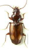 Bembidion (Neobembidion) constricticolle Hayward, 1897
