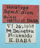 Bembidion (Nipponobembidion) ainu Habu & Baba, 1968a: 145