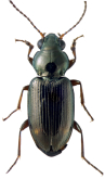 Bembidion (Notaphus) brownorum Maddison, Sproul & Will, 2023