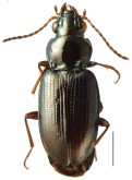 Bembidion (Notaphus) callens Casey, 1918