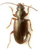 Bembidion (Notaphus) contractum Say, 1823