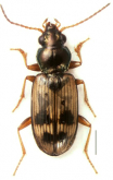 Bembidion (Notaphus) flohri Bates, 1878