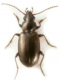 Bembidion (Notaphus) indistinctum Dejean, 1831
