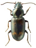 Bembidion (Notaphus) mormon Hayward, 1897