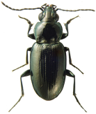 Bembidion (Notaphus) obtusangulum Leconte, 1863