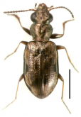 Bembidion (Notholopha) scitulum (Erichson, 1834)