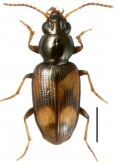 Bembidion (Nothonepha) engelhardti engelhardti