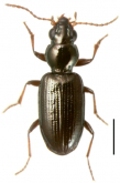 Bembidion (Nothonepha) tucumanum (Jeannel, 1962)
