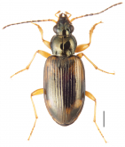 Bembidion (Ocydromus) corgenoma Maddison, 2020