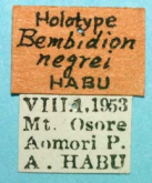 Bembidion (Ocydromus) negrei Habu, 1958