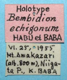 Bembidion (Ocydromus) echigonum Habu & Baba, 1957 (Label)
