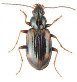 Bembidion (Ocydromus) erosum (Motschulsky, 1850)