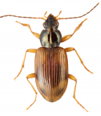 Bembidion (Ocydromus) perspicuum (Leconte, 1848)