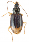 Bembidium haplogonum Chaudoir, 1868 (NEOTYPE)