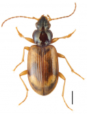 Bembidion (Ocydromus) sarpedon Casey, 1918
